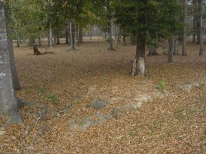 Leafy Trail in the Park